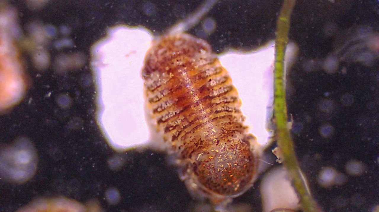 La pallina corazzata del mare: il crostaceo isopode Lekanesphaera